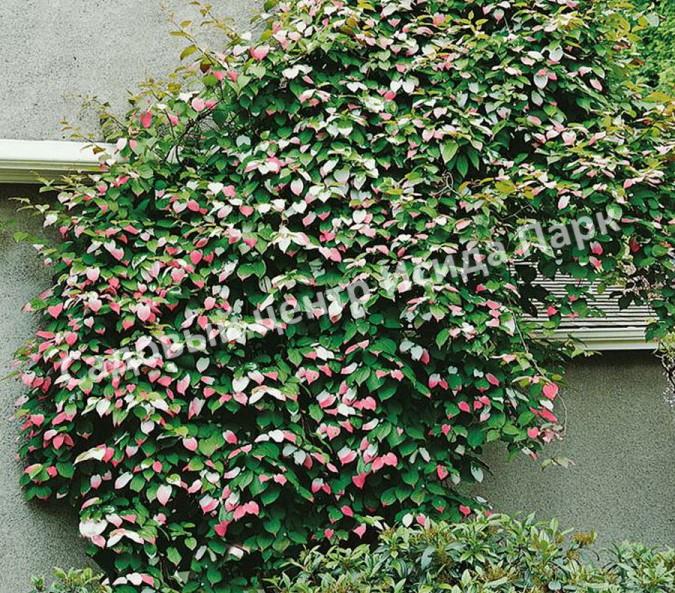 Актинидия коломикта Фестивальная (Festival) Актинидия коломикта Фестивальная (Festival)