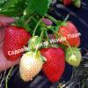 Клубника Прими 2