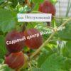 Крыжовник Неслуховский 3