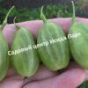 Крыжовник Орфей 3