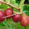 Крыжовник Сириус 3
