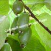 Актинидия коломикта Ароматная (Fragrant) 3