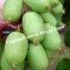 Актинидия Джиральди Иулиания (Actinidia argumentsta var. Giraldii) 3