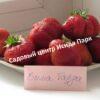 Клубника Вима Тарда 3
