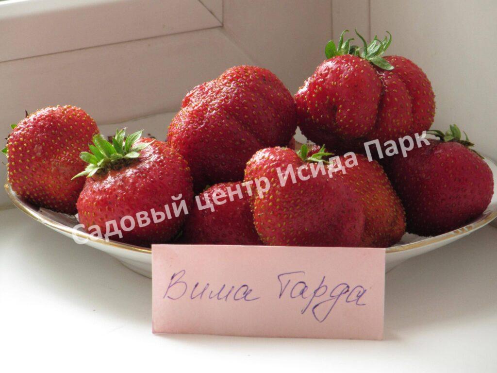 Клубника Вима Тарда
