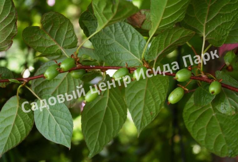 Актинидия коломикта Фестивальная (Festival) Актинидия коломикта Фестивальная (Festival)