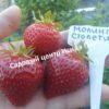 Клубника Моллинг Столетие 3