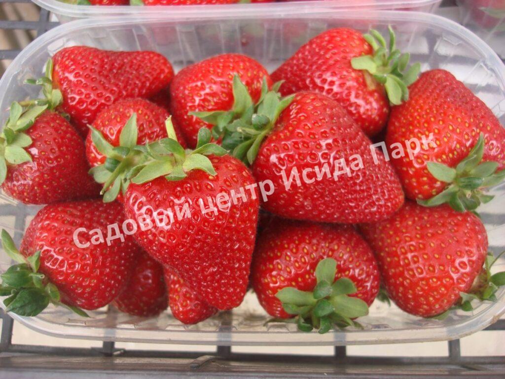 Клубника Олимпия