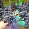 Виноград Руслан 3