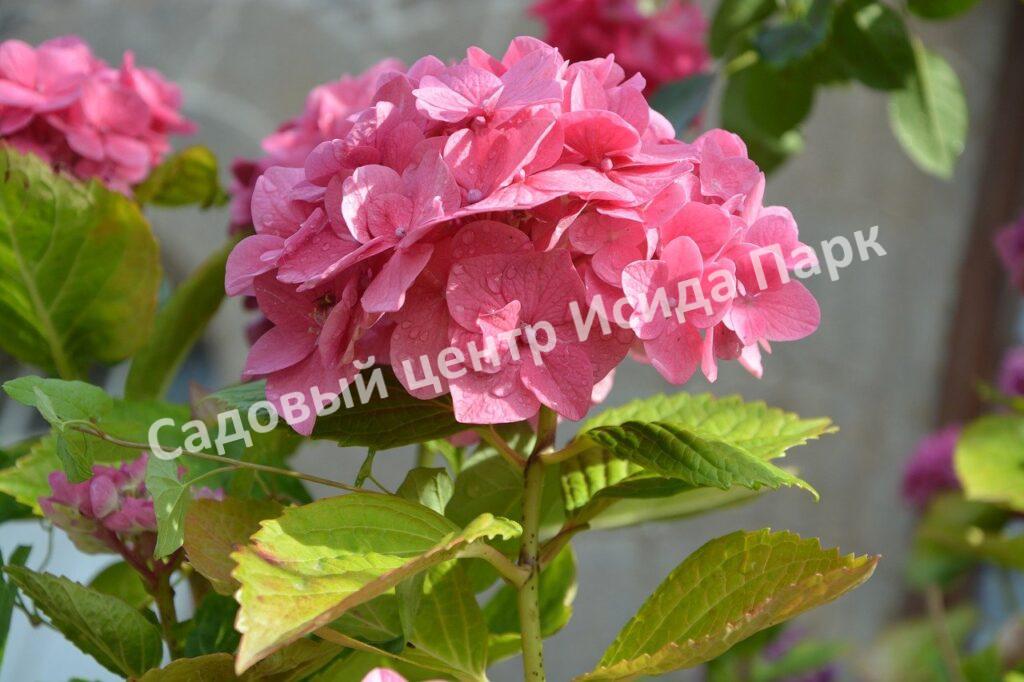 Гортензия крупнолистная Мася