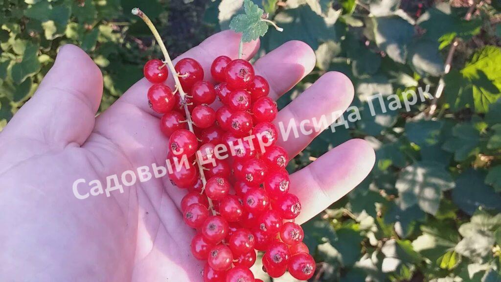 Смородина Голландская красная