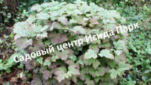 Калина обыкновенная нанум
