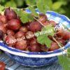 Крыжовник Сеянец Лефора 4