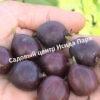 Крыжовник Сириус 4
