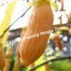 Актинидия полигама Абрикосовая (Apricot) 7