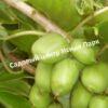 Актинидия Джиральди Иулиания (Actinidia argumentsta var. Giraldii) 4