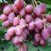 Виноград Рута 4