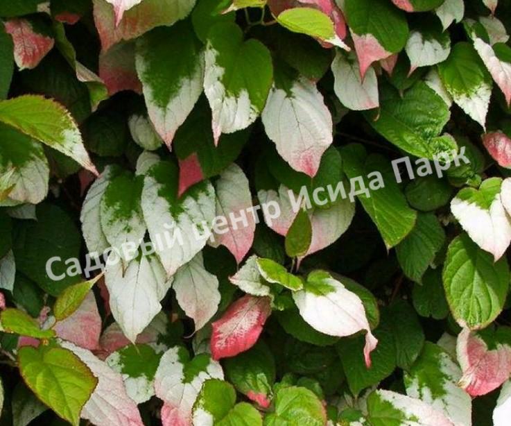 Актинидия коломикта Фестивальная (Festival) Актинидия коломикта Фестивальная (Festival)