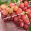Виноград Румба 4