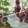 Виноград Румейка 4