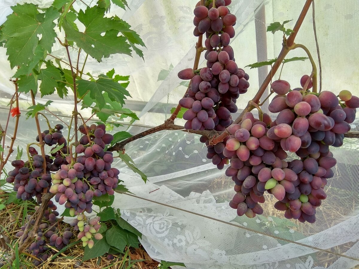 Абузов атлас Северного винограда