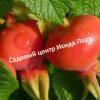 Шиповник Мичуринский юбилейный 4