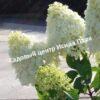 Гортензия метельчатая Литтл Альф 4