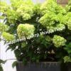 Гортензия метельчатая Мохито 4