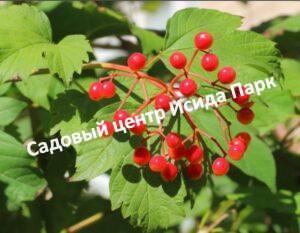 Калина обыкновенная нанум