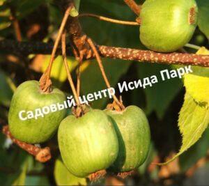 Актинидия аргута Эстафета (Estafeta)