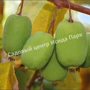 Актинидия аргута Люси (Lucy)