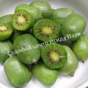 Актинидия аргута Таежный изумруд (Taiga Emerald)