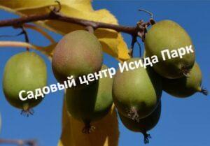 Актинидия аргута Звездная (Zvezdnaya)