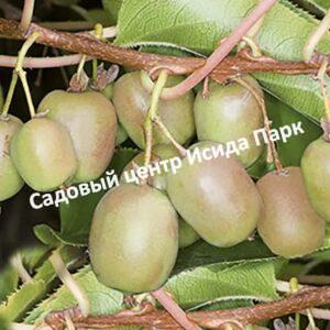 Актинидия джиральда Туземка (Tuzemka)