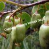 Актинидия Джиральди Иулиания (Actinidia argumentsta var. Giraldii) 1