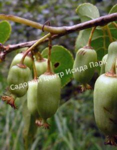 Актинидия Джиральди Иулиания (Actinidia argumentsta var. Giraldii)