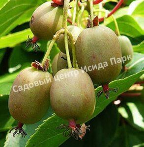 Актинидия гибридная Конфетная (Candy)