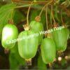 Актинидия коломикта Ароматная (Fragrant) 1