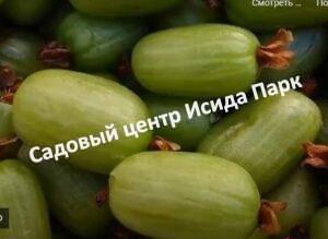 Актинидия коломикта Фестивальная (Festival)