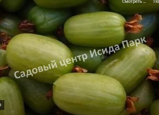 Актинидия коломикта Фестивальная (Festival) Актинидия коломикта Фестивальная (Festival)