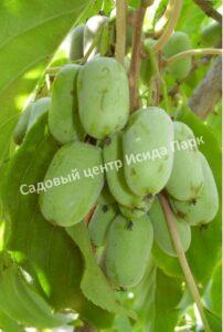 Актинидия коломикта Праздничная (prazdnichnaya)