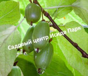 Актинидия коломикта Вафельная (Vafelnaya)