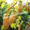 Актинидия полигама Абрикосовая (Apricot) 1
