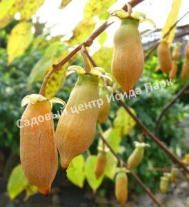 Актинидия полигама Абрикосовая (Apricot)