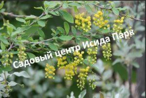 Барбарис Канадский Деклината