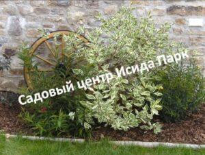 Барбарис обыкновенный Альба Вариегата