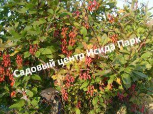 Барбарис обыкновенный Лютеа