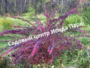 Барбарис Оттавский Пурпуреа