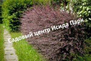 Барбарис Оттавский Сильвер Майлс