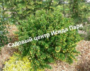 Барбарис самшитолистный Нана